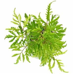 観葉植物 ハイドロカルチャー 苗 ポリシャス ...の詳細画像2