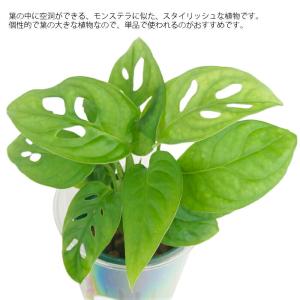 観葉植物 ハイドロカルチャー 苗 マドカズラ ...の詳細画像1