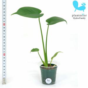 観葉植物 ハイドロカルチャー 苗 モンステラ M...の商品画像