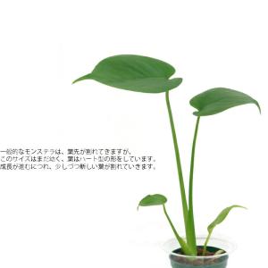 観葉植物 ハイドロカルチャー 苗 モンステラ ...の詳細画像1