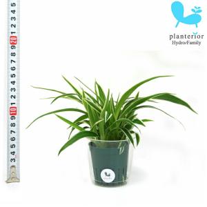 現品) エクメア トリアングラリス (No.62451) (観葉植物 おしゃれ