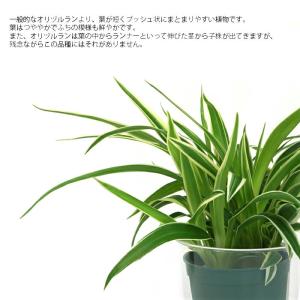 観葉植物 ハイドロカルチャー 苗 シャムオリヅ...の詳細画像1