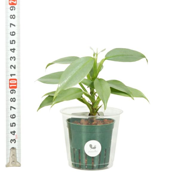 観葉植物 ハイドロカルチャー 苗 フィロデンドロン シルバーメタル Mサイズ 6パイ 2寸