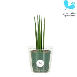 観葉植物 ハイドロカルチャー 苗 サンスベリア バキュラリス Mサイズ 6パイ 2寸