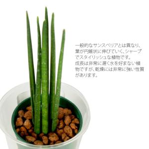観葉植物 ハイドロカルチャー 苗 サンスベリア...の詳細画像1