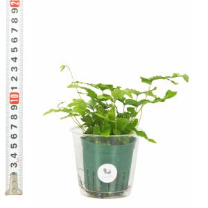 プテリス 水耕栽培の商品一覧 通販 Yahoo ショッピング