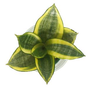 観葉植物 ハイドロカルチャー 苗 サンスベリア...の詳細画像1
