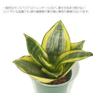 観葉植物 ハイドロカルチャー 苗 サンスベリア...の詳細画像2