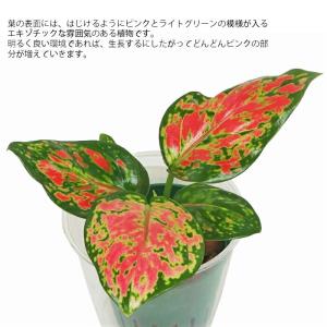 観葉植物 ハイドロカルチャー 苗 アグラオネマ...の詳細画像1