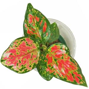 観葉植物 ハイドロカルチャー 苗 アグラオネマ...の詳細画像2