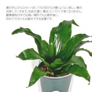 観葉植物 ハイドロカルチャー 苗 ドラセナ コ...の詳細画像1