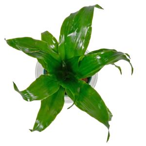観葉植物 ハイドロカルチャー 苗 ドラセナ コ...の詳細画像2