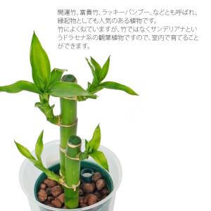 観葉植物 ハイドロカルチャー 苗 ミリオンバン...の詳細画像1