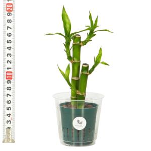 観葉植物 ハイドロカルチャー 苗 ミリオンバン...の詳細画像3