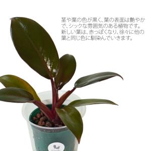 観葉植物 ハイドロカルチャー 苗 フィロデンド...の詳細画像1
