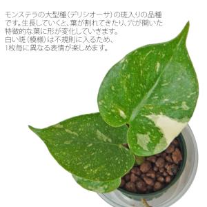 観葉植物 ハイドロカルチャー 苗 モンステラ ...の詳細画像1