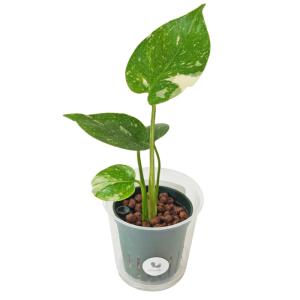 観葉植物 ハイドロカルチャー 苗 モンステラ ...の詳細画像2