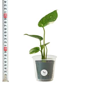 観葉植物 ハイドロカルチャー 苗 モンステラ ...の詳細画像3
