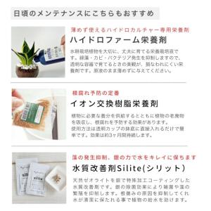 観葉植物 ハイドロカルチャー 苗 モンステラ ...の詳細画像4