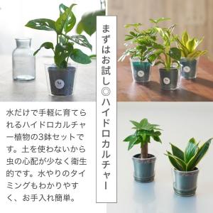 観葉植物 ハイドロカルチャー 苗 3鉢セット ...の詳細画像1
