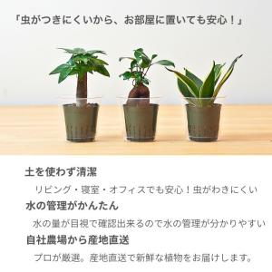 観葉植物 ハイドロカルチャー 苗 3鉢セット ...の詳細画像2