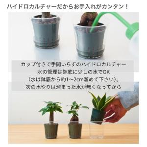 観葉植物 ハイドロカルチャー 苗 3鉢セット ...の詳細画像3
