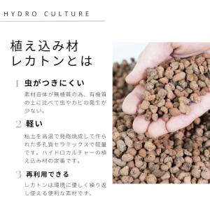 観葉植物 ハイドロカルチャー 苗 3鉢セット ...の詳細画像4