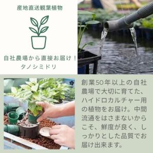 観葉植物 ハイドロカルチャー 苗 3鉢セット ...の詳細画像5