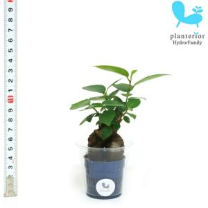 観葉植物 ハイドロカルチャー 苗 ガジュマル Ｓサイズ 4.5パイ 1.5寸