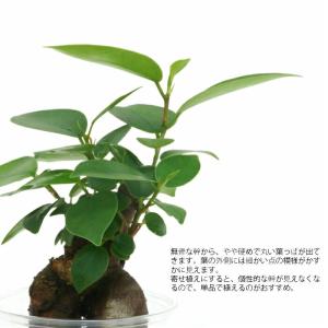観葉植物 ハイドロカルチャー 苗 ガジュマル ...の詳細画像1