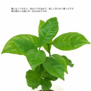観葉植物 ハイドロカルチャー 苗 コーヒーの木...の詳細画像1
