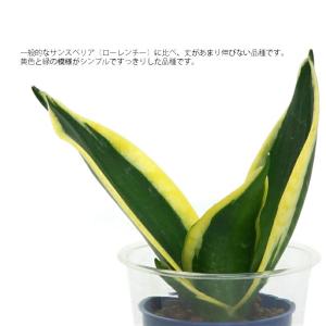 観葉植物 ハイドロカルチャー 苗 サンスベリア...の詳細画像1