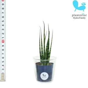 観葉植物 ハイドロカルチャー苗 サンスベリア ミカド Ｓサイズ 4.5パイ 1.5寸