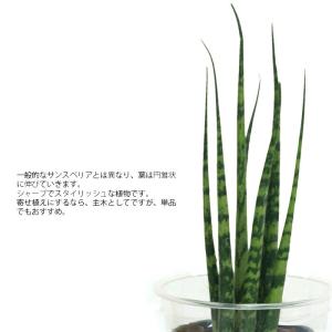 観葉植物 ハイドロカルチャー苗 サンスベリア ...の詳細画像1