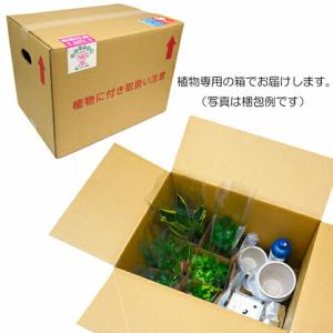 観葉植物 ハイドロカルチャー苗 サンスベリア ...の詳細画像4