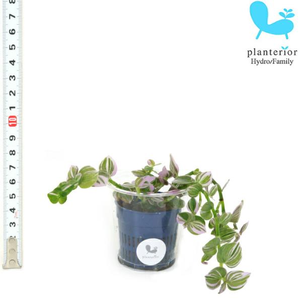 観葉植物 ハイドロカルチャー苗 トラディスカンチア ラベンダー Ｓサイズ 4.5パイ 1.5寸