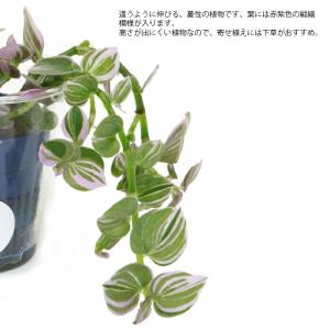 観葉植物 ハイドロカルチャー苗 トラディスカン...の詳細画像1