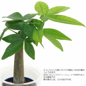 観葉植物 ハイドロカルチャー 苗 パキラ Sサ...の詳細画像1