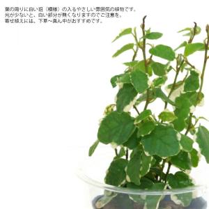 観葉植物 ハイドロカルチャー 苗 プミラ サニ...の詳細画像1