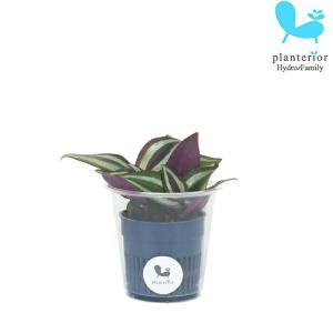 観葉植物 ハイドロカルチャー 苗 トラディスカンチア ゼブリナ ペンデュラ Ｓサイズ 4.5パイ 1.5寸