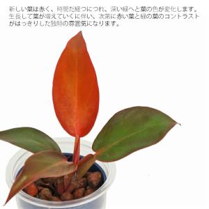 観葉植物 ハイドロカルチャー 苗 フィロデンド...の詳細画像1