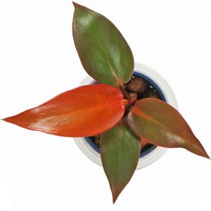 観葉植物 ハイドロカルチャー 苗 フィロデンド...の詳細画像2
