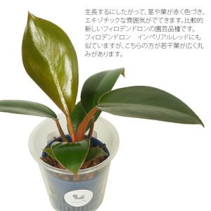 観葉植物 ハイドロカルチャー 苗 フィロデンド...の詳細画像1