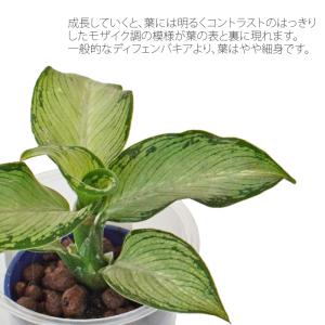 観葉植物 ハイドロカルチャー 苗 ディフェンバ...の詳細画像1