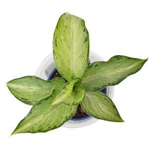 観葉植物 ハイドロカルチャー 苗 ディフェンバ...の詳細画像2