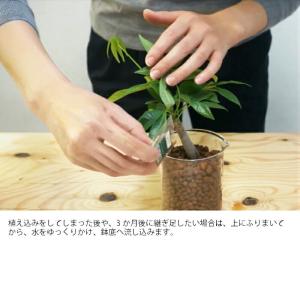 Planterior イオン交換樹脂栄養剤 3...の詳細画像2