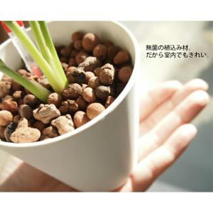 Planterior レカトン 中粒 500m...の詳細画像1