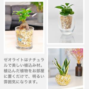 Planterior ゼオライト アルミ袋 5...の詳細画像4