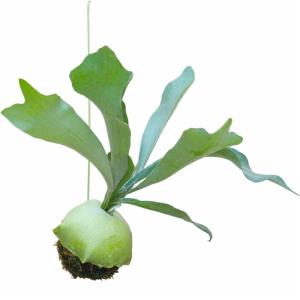 コウモリラン 苔玉 ビカクシダ レア ビザール 観葉植物 土植え ハンギング 吊り下げ 吊り