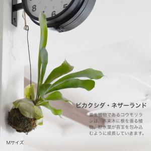 コウモリラン 苔玉 ビカクシダ レア ビザール...の詳細画像1